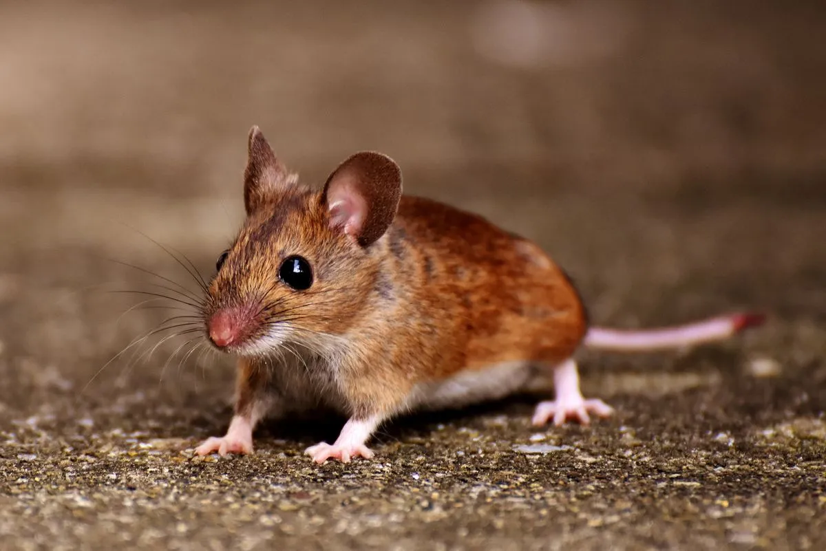 Rodent Control Mission Viejo CA image of a house mouse