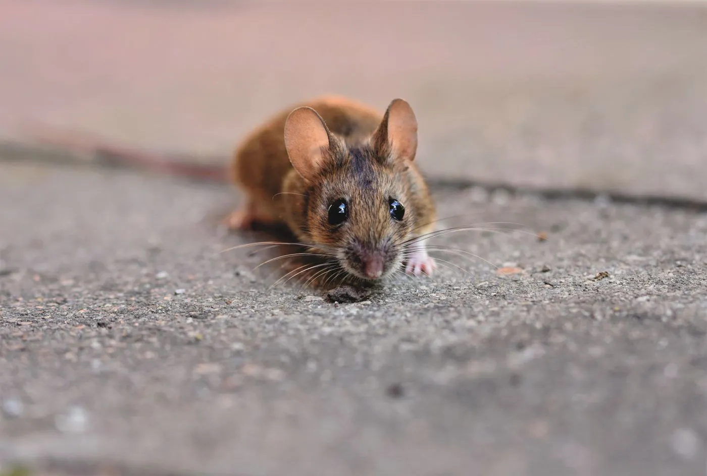Rodent Control Mission Viejo CA image of a mouse beside a building