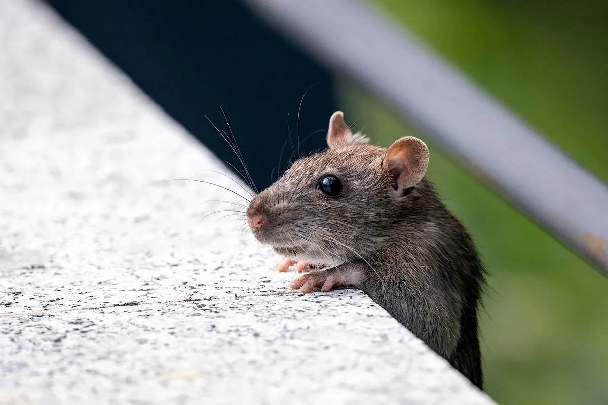 Rodent Control Mission Viejo CA image of a mouse inside a building