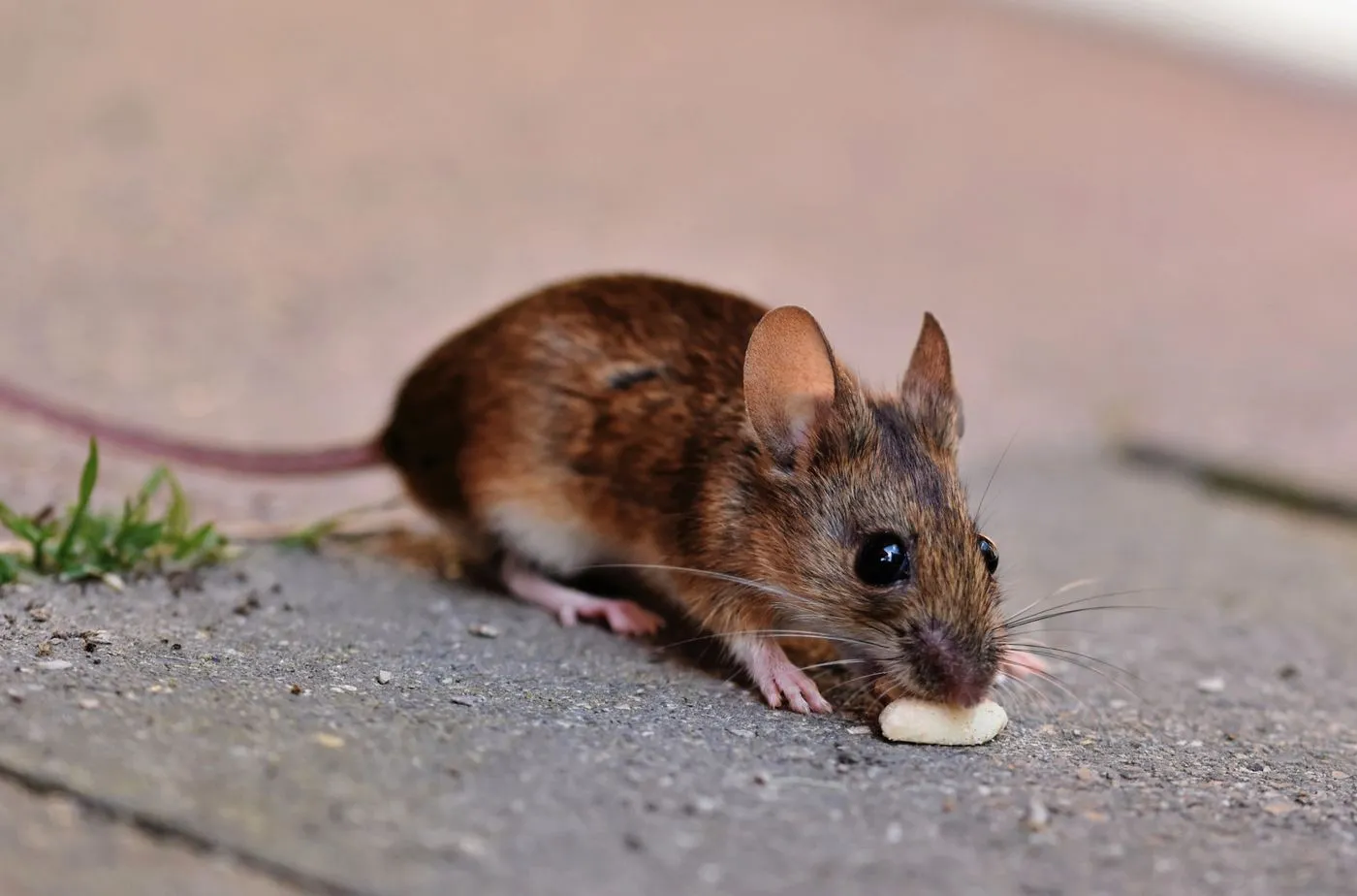Rodent Control Mission Viejo CA image of a mouse beside an outside wall