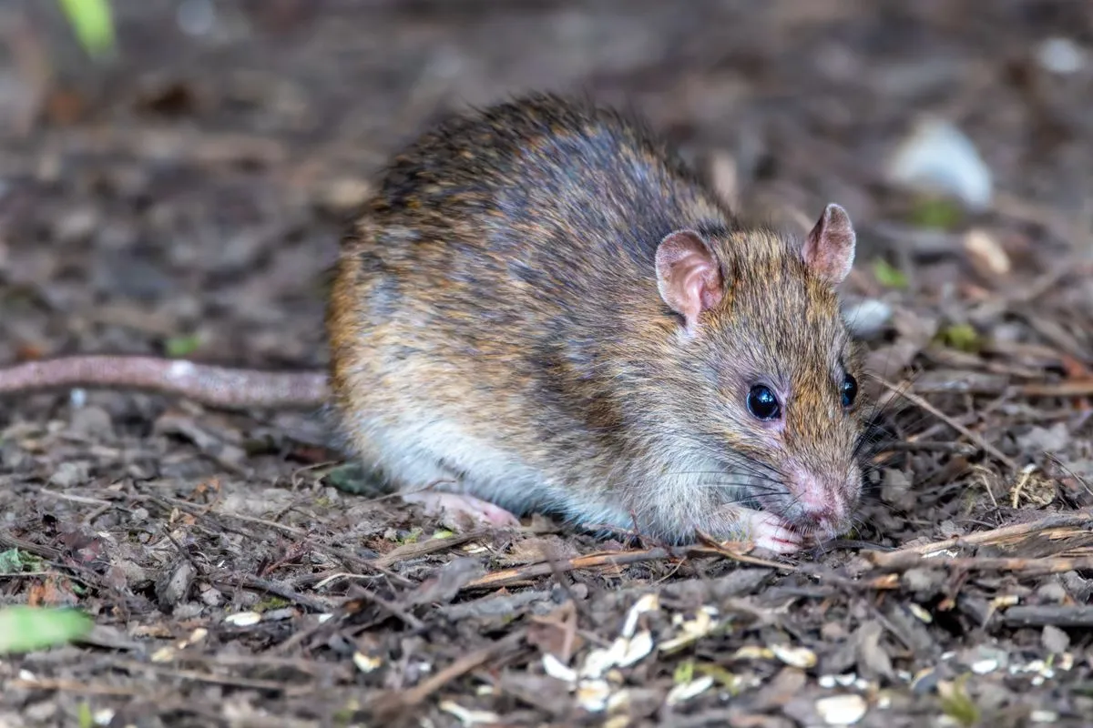 Rodent Control Mission Viejo CA image of a brown rat near a home