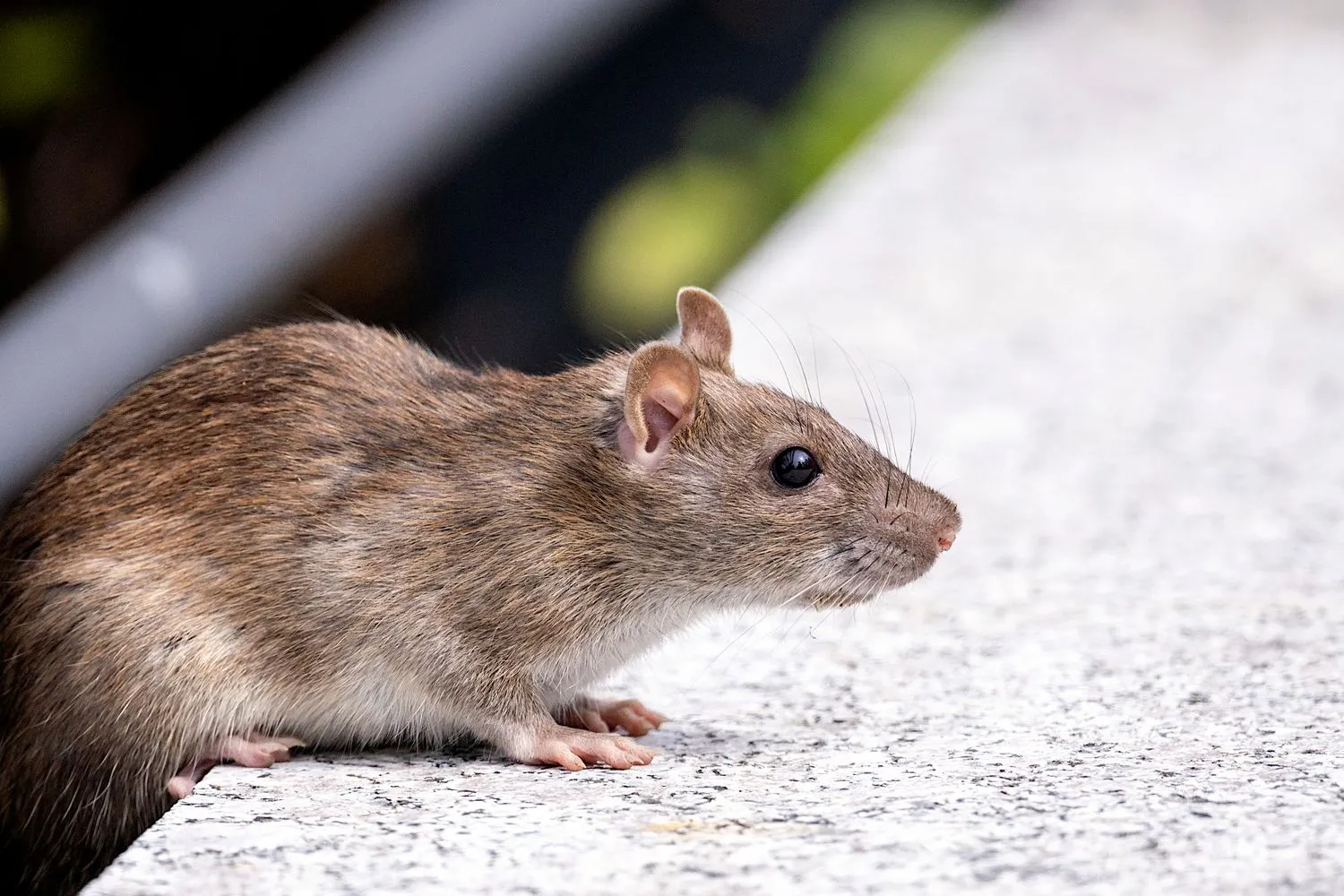 Rodent Control Mission Viejo CA image of a brown rat near a building