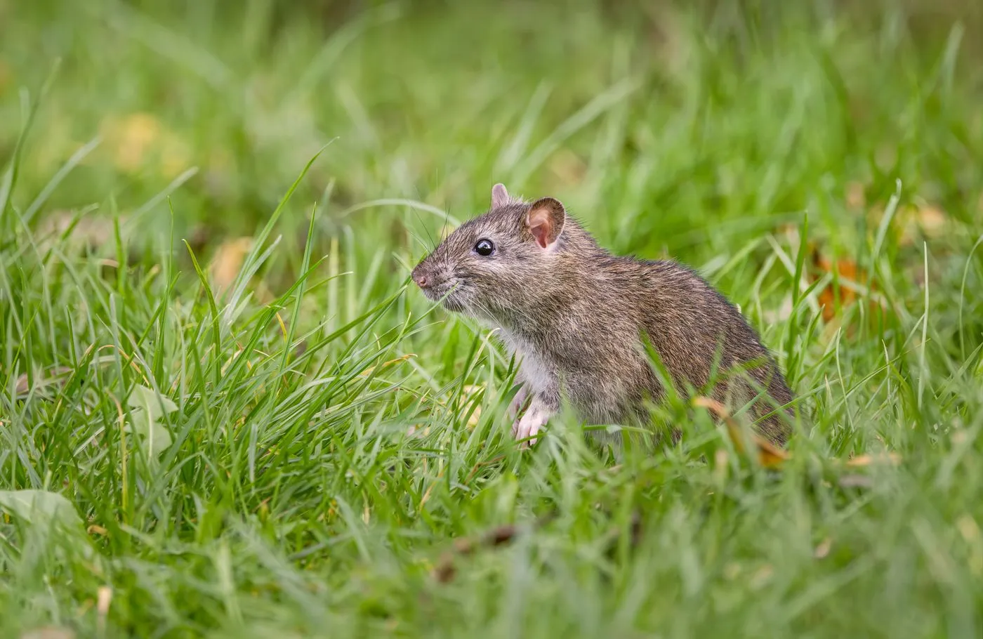 Rodent Control Mission Viejo CA image of a Norway rat in ground cover
