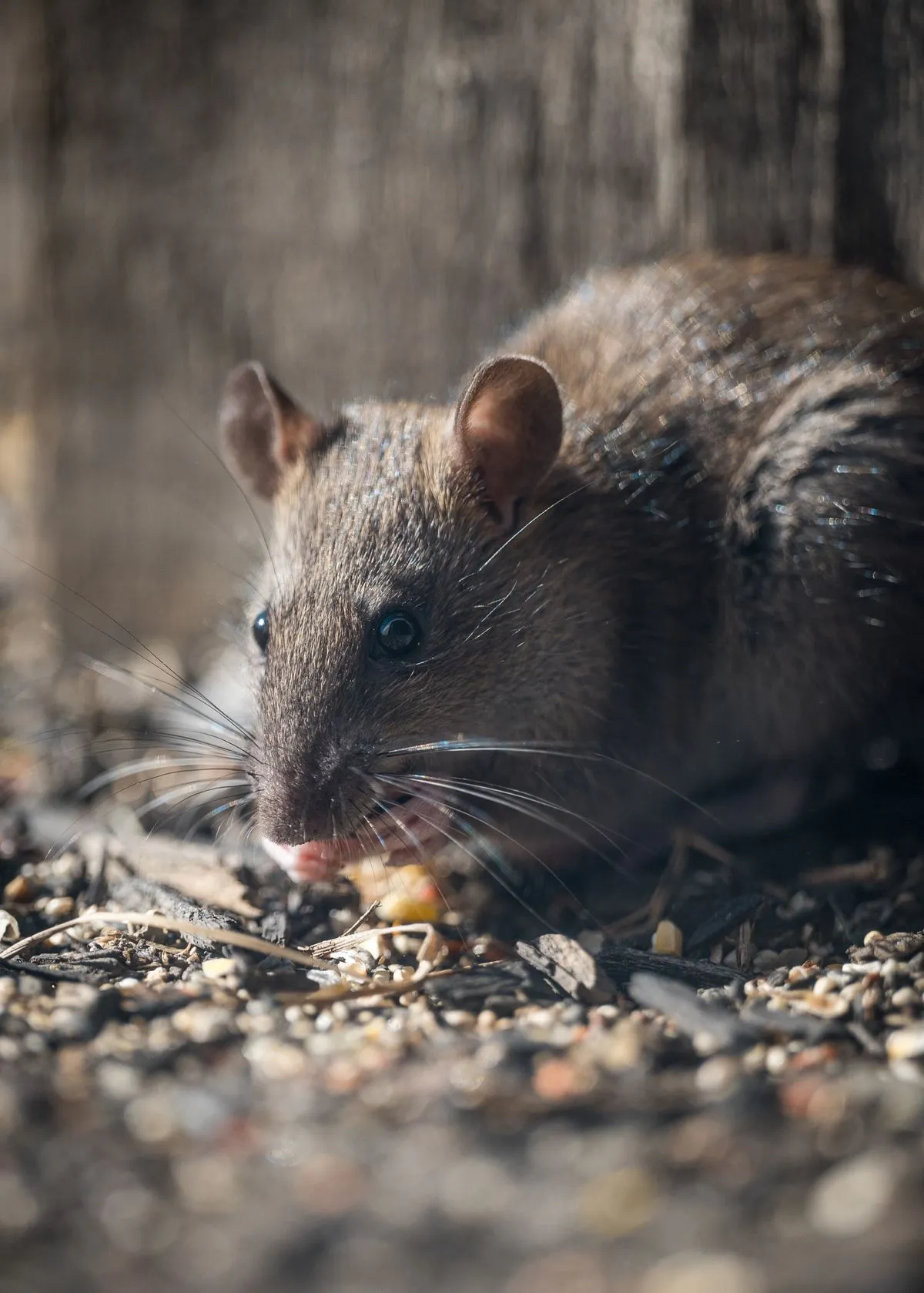 Rodent Control Mission Viejo CA close-up image of a rat near a home