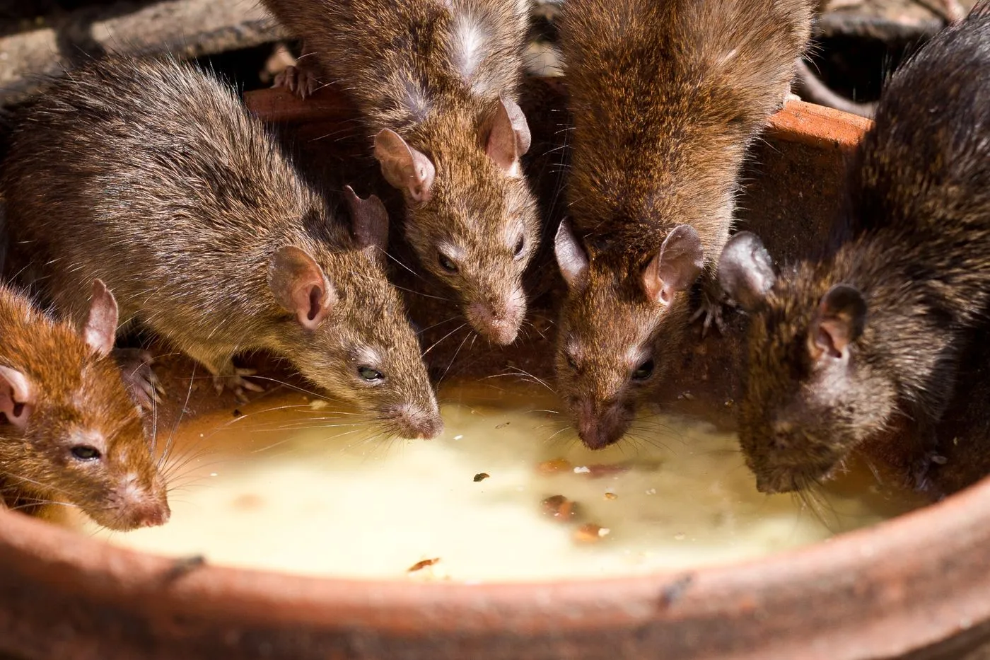 Rodent Control Mission Viejo CA image of several rats near a building